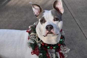 American Staffordshire Terrier Dogs Available for Adoption in Huntington, New York - NUAGE | PetCurious