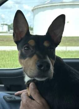 Terrier and Mixed Breed Dogs Available for Adoption in West Memphis, Arkansas - Mary | PetCurious