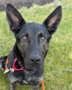 Dutch Shepherd Dogs Available for Adoption in Kent, Washington - QUINN | PetCurious