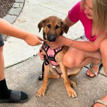 Riley -  Terrier Dog for Adoption in Des Moines, Iowa - Riley | PetCurious