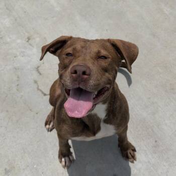 Carmen -  Staffordshire Bull Terrier Dog for Adoption in Birmingham, Alabama - Carmen | PetCurious
