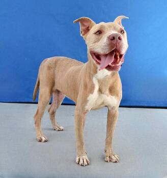 JACE -  Pit Bull Terrier Dog for Adoption in Pasadena, California - JACE | PetCurious