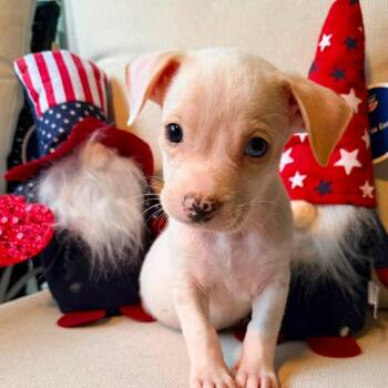 Sully -  Chihuahua Dog for Adoption in Lutz, Florida - Sully | PetCurious