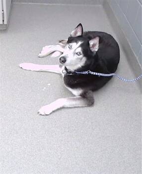 Siberian Husky Dogs Available for Adoption - DENALI | PetCurious