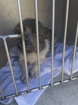 Rescue Yorkshire Terrier Dogs for Adoption in Louisville, Kentucky - A788515 | PetCurious