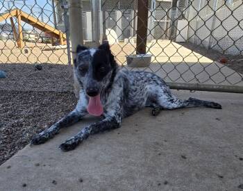 Sweetie -  Australian Cattle Dog Blue Heeler Dog for Adoption in Black River Falls, Wisconsin - Sweetie | PetCurious