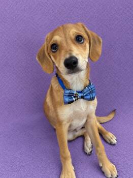Andy -  Beagle Dog for Adoption in Lodi, California - Andy | PetCurious