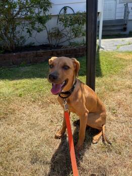 Rescue Hound Dogs for Adoption in Waterbury, Connecticut - Alexa | PetCurious