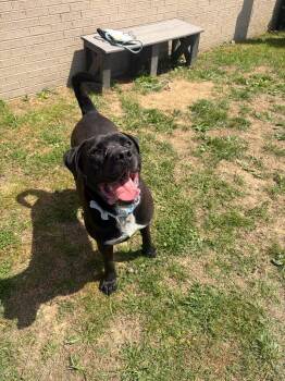 Mixed Breed Dogs Available for Adoption in Gallatin, Tennessee - Champ | PetCurious