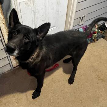 Rescue Mixed Breed Dogs for Adoption in Tipton, Indiana - Jude | PetCurious