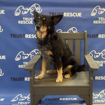 CHAMPAGNE -  Cattle Dog Dog for Adoption in Waterford, New Jersey - CHAMPAGNE | PetCurious