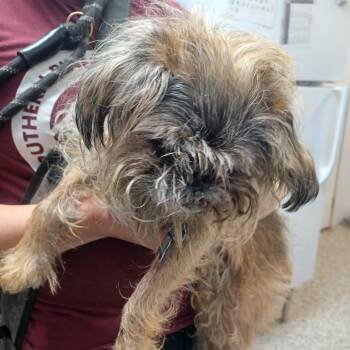 Yuri -  Brussels Griffon and Pug Dog for Adoption in Hattiesburg, Mississippi - Yuri | PetCurious