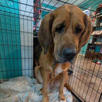 Molly -  Mixed Breed Dog for Adoption in Jefferson City, Tennessee - Molly | PetCurious
