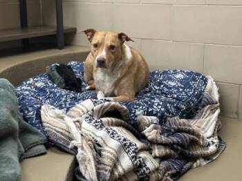 Rescue Mixed Breed Dogs for Adoption in Knoxville, Tennessee - Nala | PetCurious