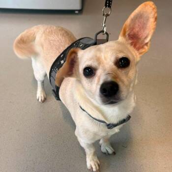 Wyatt- pending -  Mixed Breed Dog for Adoption in Huntington, West Virginia - Wyatt- Pending | PetCurious