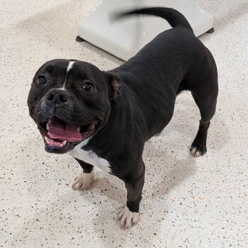 Star -  American Staffordshire Terrier Dog Available for Adoption in Milan, Illinois - Star | PetCurious