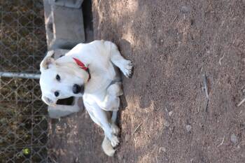 Rescue Labrador Retriever Dogs for Adoption in Leakey, Texas - Dasher | PetCurious