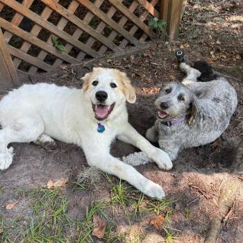 Frankie* -  Poodle and Australian Shepherd Dog for Adoption in Waynesville, North Carolina - Frankie* | PetCurious