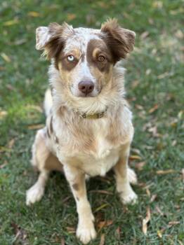 Rescue Australian Shepherd Dogs for Adoption in Maiden, North Carolina - Minnie | PetCurious