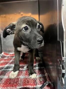 Pit Bull Terrier and Mixed Breed Dogs Available for Adoption in El Paso, Texas - 60954733 | PetCurious