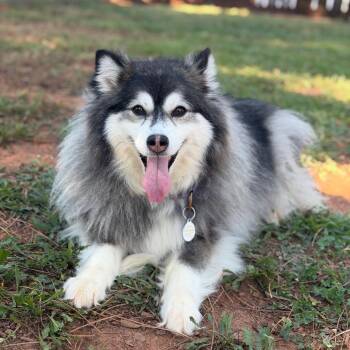 Tammi -  Pomeranian and Husky Dog for Adoption in Gainesville, Georgia - Tammi | PetCurious