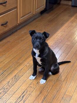 Hope -  Boxer and Dachshund Dog for Adoption in Anchorage, Alaska - Hope | PetCurious