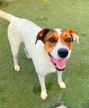 Rescue Pointer Dogs for Adoption in Santa Ana, California - Dottie (pointer) | PetCurious