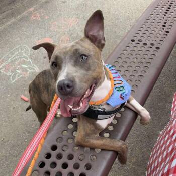 Moriah -  Mixed Breed Dog for Adoption in Randleman, North Carolina - Moriah | PetCurious