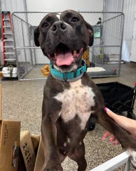 Lady -  Pit Bull Terrier Dog for Adoption in Grand Haven, Michigan - Lady | PetCurious
