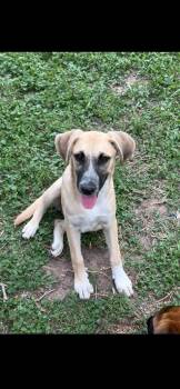 Beagle and Shepherd Dogs Available for Adoption in VERNON ROCKVL, Connecticut - Monday | PetCurious