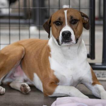 Boxer and Mixed Breed Dogs Available for Adoption in Peyton, Colorado - Jett (D24-381) | PetCurious