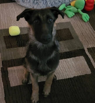 Rescue German Shepherd Dog Dogs for Adoption in Seattle, Washington - Bach | PetCurious