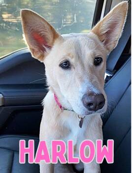 Harlow -  German Shepherd Dog Dog for Adoption in Shalimar, Florida - Harlow | PetCurious