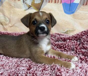 Chihuahua and Beagle Dogs Available for Adoption - Giza | PetCurious