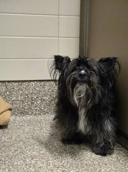 BUBBS -  Skye Terrier Dog for Adoption in Clyde, North Carolina - BUBBS | PetCurious