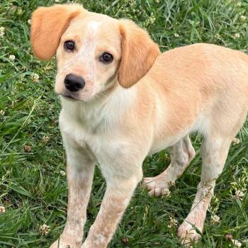 Dolly -  Cattle Dog Dog for Adoption in Hopkinton, Massachusetts - Dolly | PetCurious