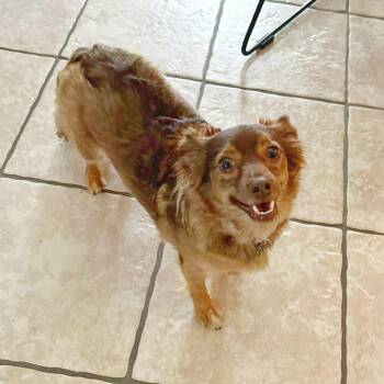 Ophelia -  Chihuahua Dog for Adoption in Lewisville, Texas - Ophelia | PetCurious