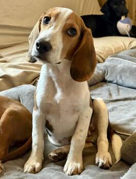 Oscar -  Beagle Dog for Adoption in Shawnee, Oklahoma - Oscar | PetCurious