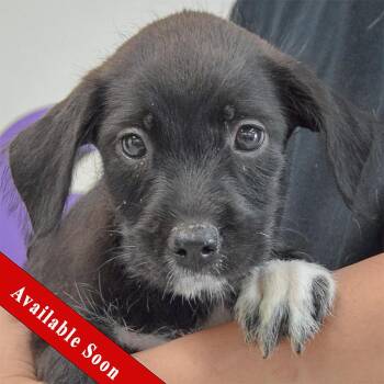 Carlie -  Poodle and Australian Cattle Dog Blue Heeler Dog for Adoption in Huntley, Illinois - Carlie | PetCurious