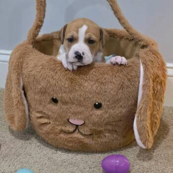 Mixed Breed Dogs Available for Adoption in Aberdeen, North Carolina - Copper | PetCurious