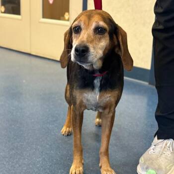 Piggly -  Beagle Dog for Adoption in Fairfax Station, Virginia - Piggly | PetCurious