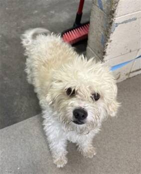 HYPER -  Poodle Dog for Adoption in San Bernardino, California - HYPER | PetCurious