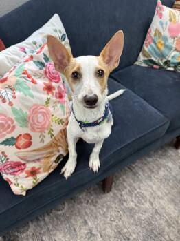 Chipper -  Terrier Dog for Adoption in San Leon, Texas - Chipper | PetCurious