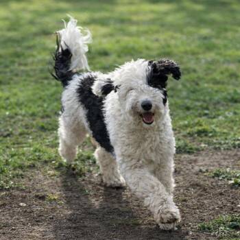 Old English Sheepdog and Poodle Dogs Available for Adoption - Kova | PetCurious