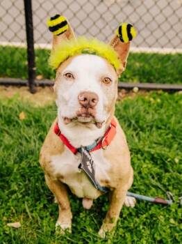 Rescue Mixed Breed Dogs for Adoption in West Chester, Pennsylvania - Vivid Blue Torch | PetCurious