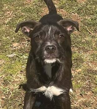 Terrier Dogs Available for Adoption - Pickles | PetCurious