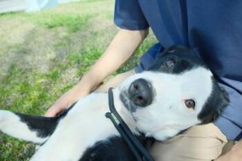 Pit Bull Terrier and Labrador Retriever Dogs Available for Adoption - Frannie | PetCurious