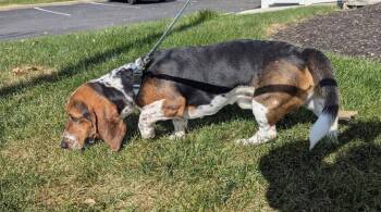 Hank 9-2026 -  Basset Hound Dog for Adoption in Brookville, Ohio - Hank 9-2026 | PetCurious