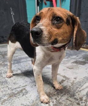 Rescue Beagle Dogs for Adoption in Cuyahoga Falls, Ohio - Aura Beagle | PetCurious