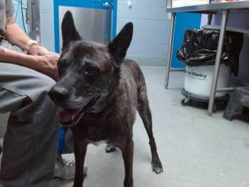 RUPORT -  German Shepherd Dog and Mixed Breed Dog for Adoption in Albuquerque, New Mexico - RUPORT | PetCurious